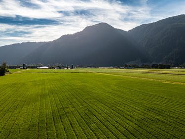 Mountains and a bright green farmers field in Abbotsford, BC